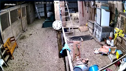 Bear Follows Mini Donkey into Barn and Chases it Out, East Haddam, Connecticut,  Video stock 219833249