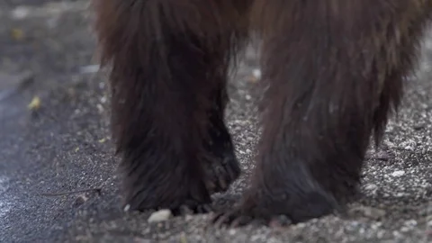 Bear foot c Stock Footage 77663339