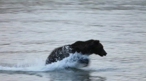  bear Video stock 565588