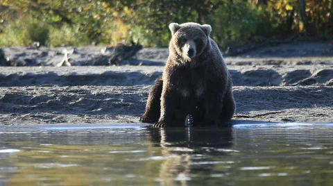 Bear  Video stock 569258