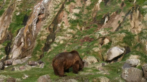 Bear Stock Footage
