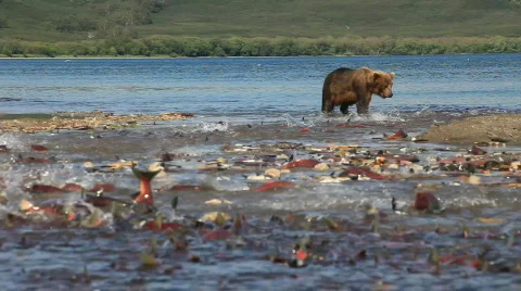 Bear  動画素材 586251