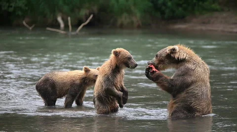 Bear  Video stock 586967