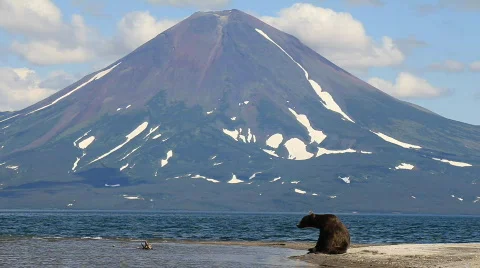 Bear  Video stock 586984