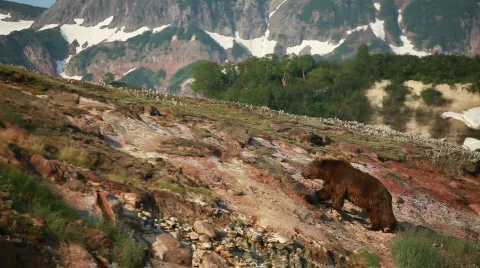 Bear  Video stock 587237