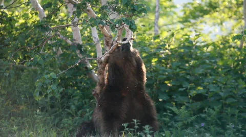 Bear Stock Footage
