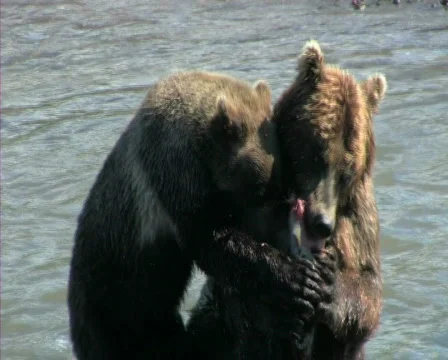 Bear  Stock Footage 652207