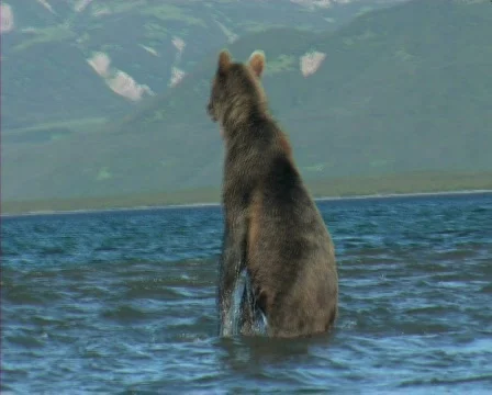 Bear  Video stock 652214