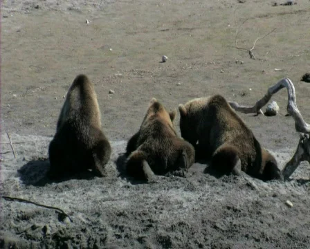 Bear  Stock Footage 652222