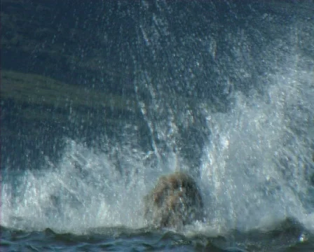 Bear Video stock 652233