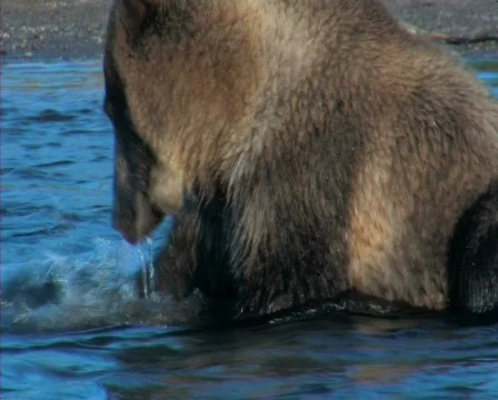 Bear  Video stock 652273