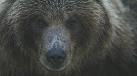 Bear  Stockbeeldmateriaal 728364