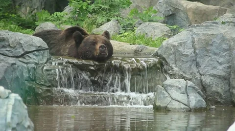 Bear Stock Footage 882373