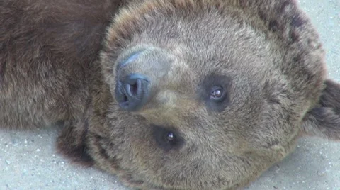 Bear Vídeos de archivo 8521599