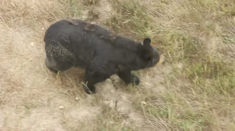 Bear Stock Footage 11628857