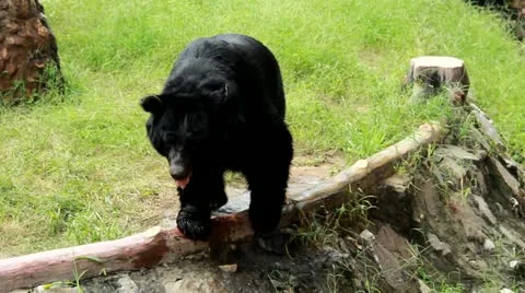 BEAR Stock Footage 20612065