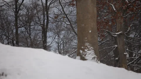 Bear Stock Footage 24158770