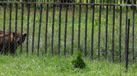 Bear Stock Footage 24653876