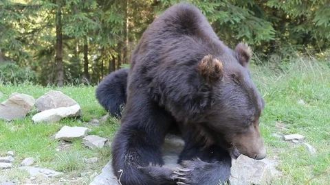 Bear 库存影片 81232539