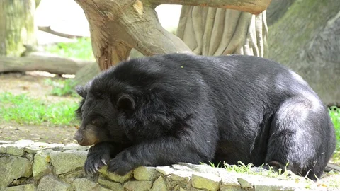 Bear Video stock 91693482