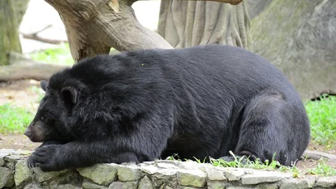 Bear Video stock 91693747