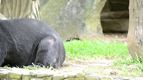 Bear Video stock 91693765