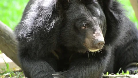 Bear Video stock 91693838