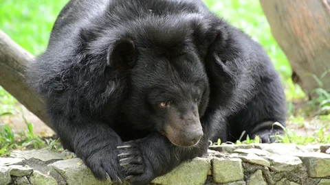 Bear Video stock 91693911