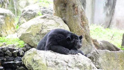 Bear Stock-Footage 91694021