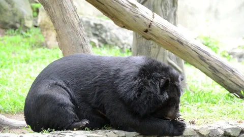 Bear Video stock 91694048