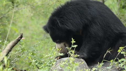 Bear Stock Footage 95011489