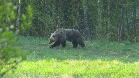 Bear 動画素材 194033259