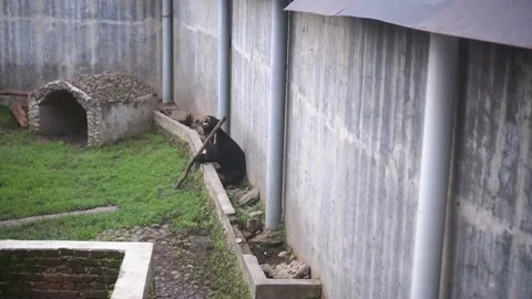 Bear Stock Footage 229821952