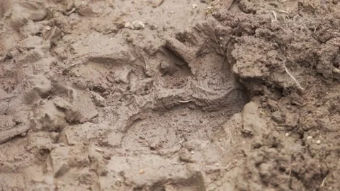 Bear footprint Stock Footage 302885232