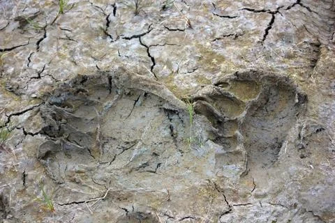 Bear Footprint Stock Photos