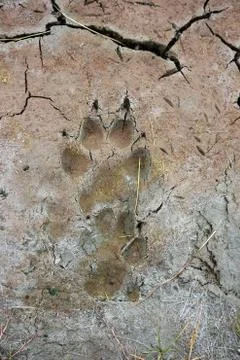 Bear Footprint Stock Photos