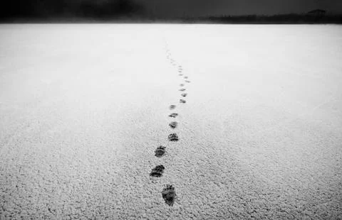 Bear footprints on snow Stock Photos
