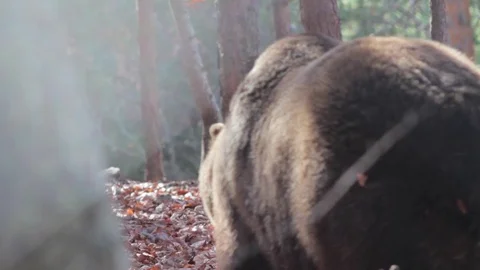 Bear in the forest Video stock 77225806