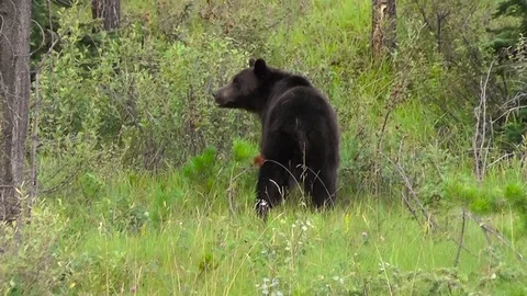 Bear in the forest Stockbeeldmateriaal 79101873