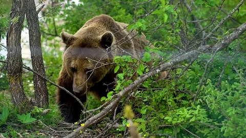 Bear in the forest Stock Footage 126296363