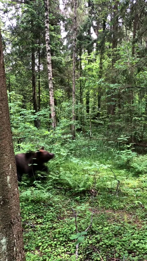 Bear in the forest Video stock 144214270