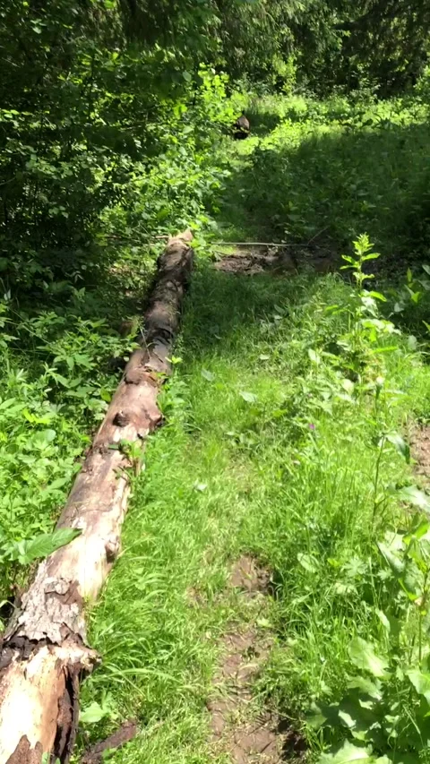 Bear in the forest Video stock 144214309