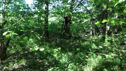 Bear in the forest Video stock 144214734