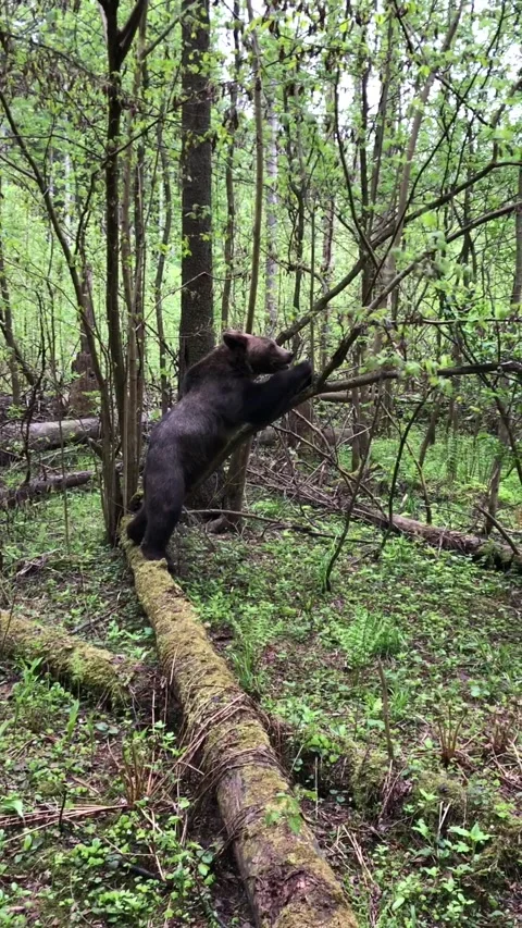 Bear in the forest Video stock 144215159