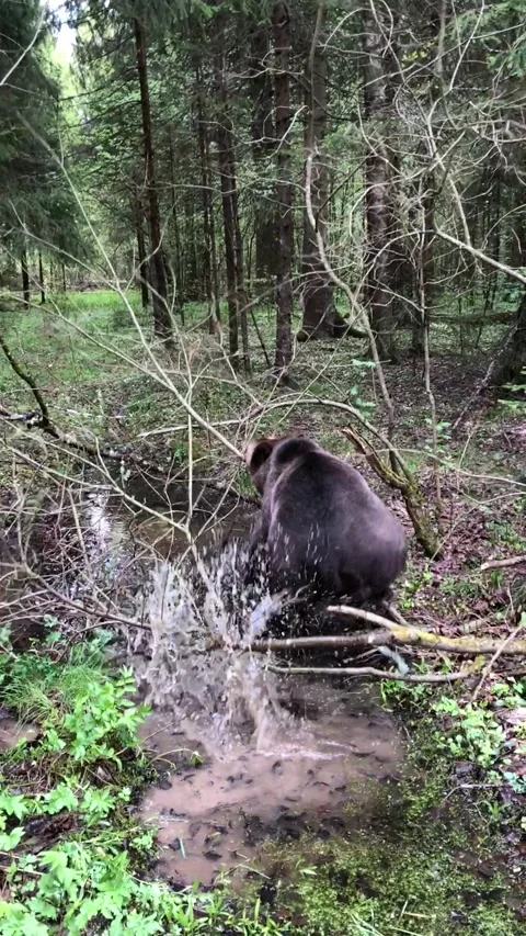 Bear in the forest Video stock 144215297