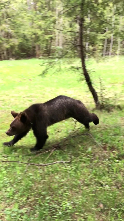 Bear in the forest Video stock 144215353