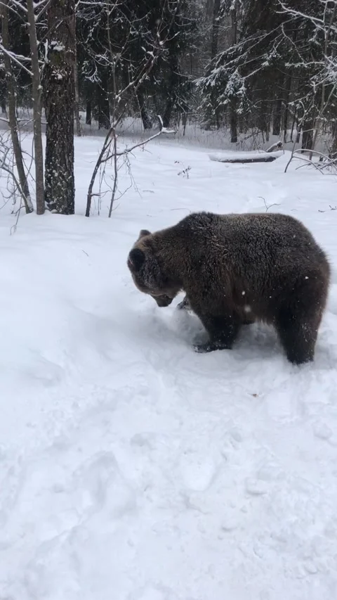 Bear in the forest Video stock 152736961