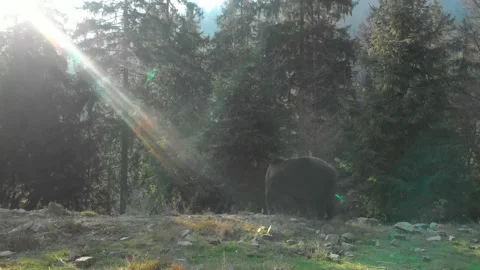 Bear in the forest Stock Footage 157734825