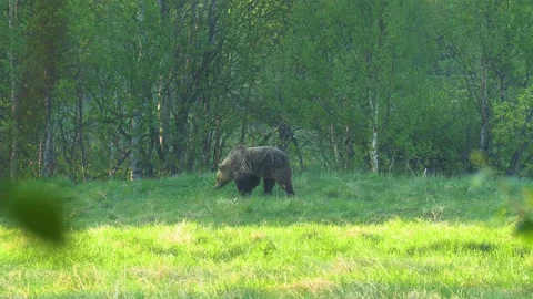 Bear in the forest Stock Footage 194033288