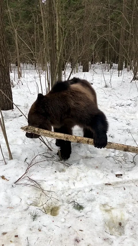 Bear in the forest Video stock 194509686